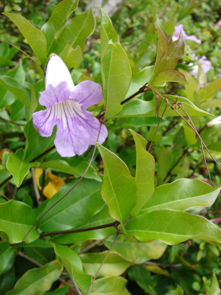 Bignonia blanca
