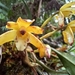 Maxillaria phoenicanthera - Photo (c) Wesley Johnny, some rights reserved (CC BY-NC), uploaded by Wesley Johnny