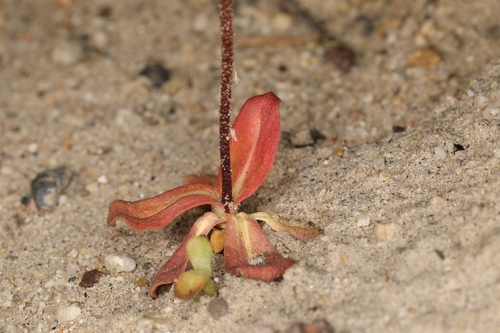 Image of Centrostegia thurberi by (c) Steve Matson, some rights reserved (CC BY)