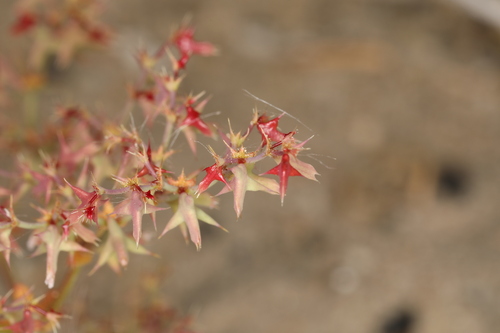 Image of Centrostegia thurberi by (c) Steve Matson, some rights reserved (CC BY)
