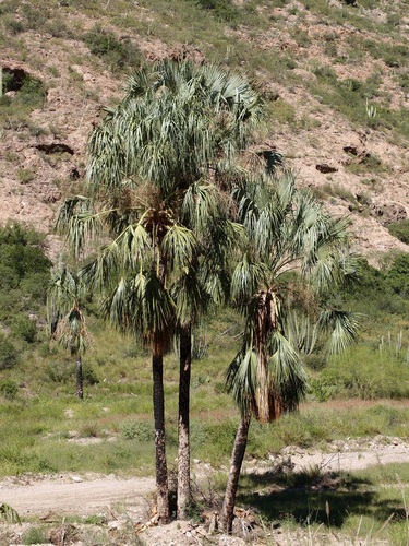 Image of Sabal uresana by (c) Sue Carnahan, some rights reserved (CC BY)