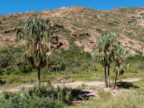 Image of Sabal uresana by (c) Sue Carnahan, some rights reserved (CC BY)