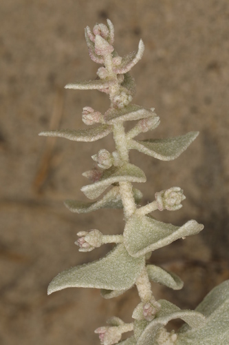 Image of Atriplex parryi by (c) Steve Matson, some rights reserved (CC BY)