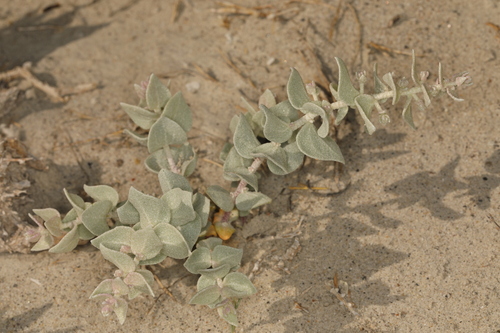 Image of Atriplex parryi by (c) Steve Matson, some rights reserved (CC BY)