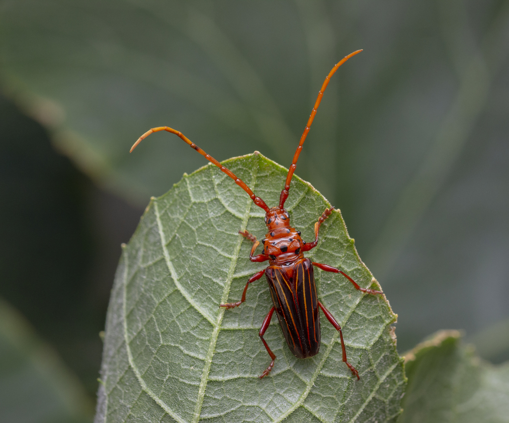 Chydarteres striatus