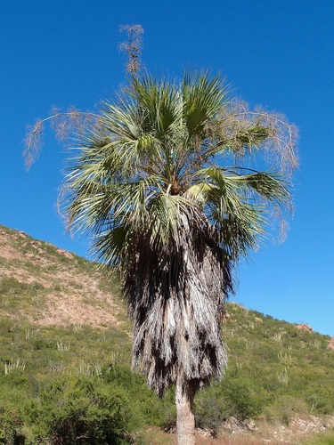 Image of Brahea brandegeei by (c) Sue Carnahan, some rights reserved (CC BY)
