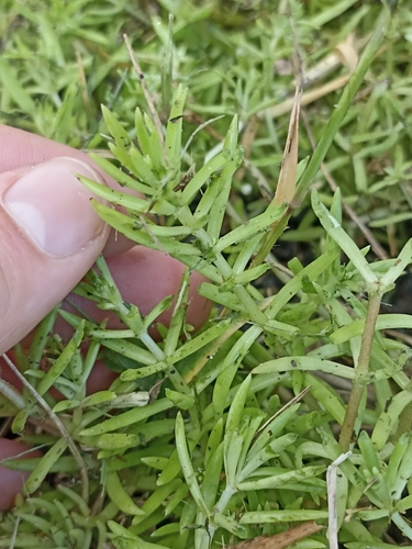 Image of Lemon Sedum by (c) Oscar Dove, some rights reserved (CC BY)