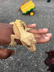 Correlophus ciliatus