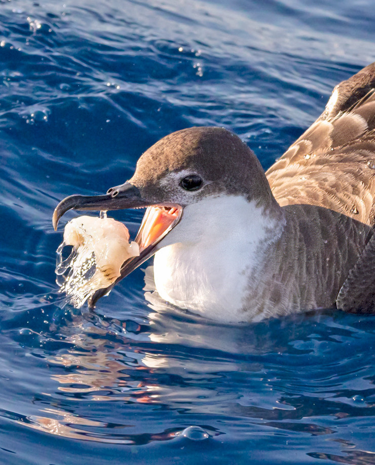 Great shearwater on the sea surface holding food in its bill