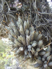 Tillandsia pedicellata