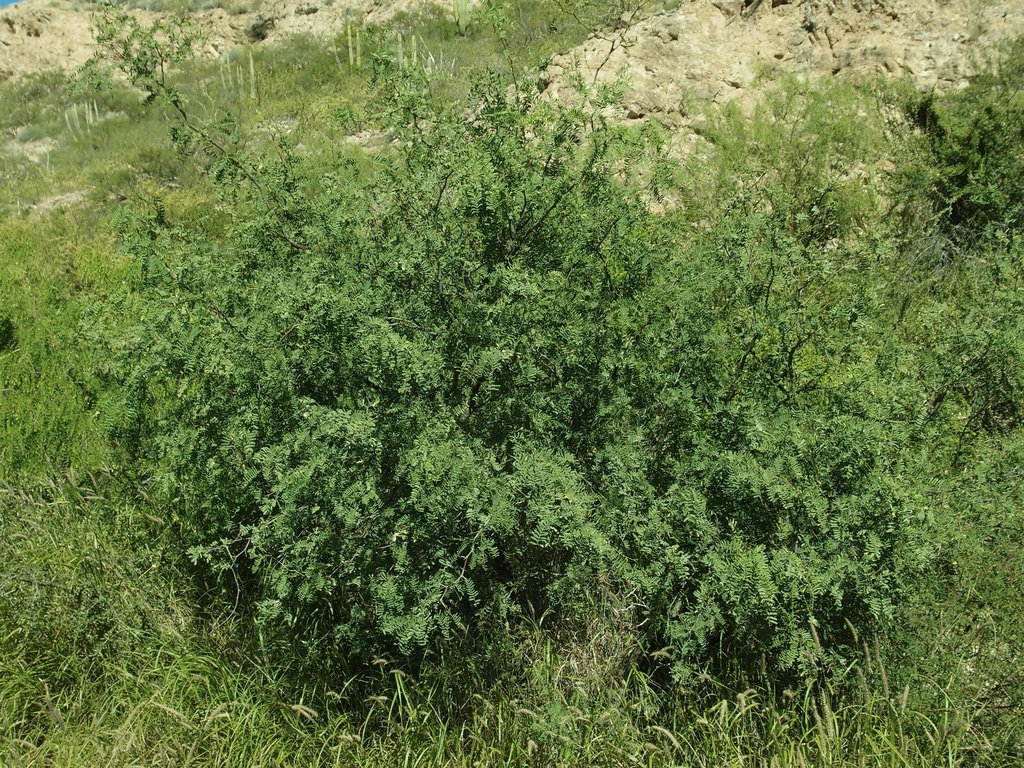 Prosopis yaquiana R.A.Palacios 4