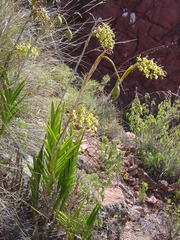 Epidendrum oreonastes