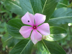 Catharanthus roseus