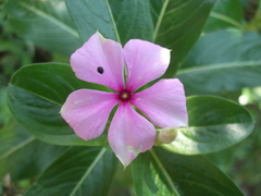Catharanthus roseus