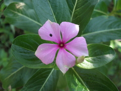 Catharanthus roseus