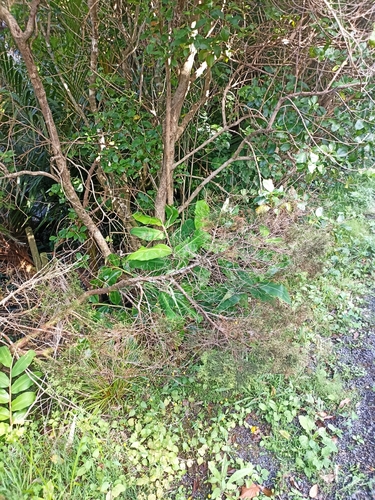 Foto de Pinheiro