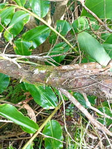 Foto de Pinheiro