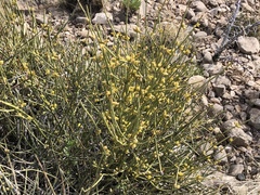Ephedra torreyana