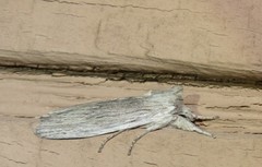 Catabena lineolata