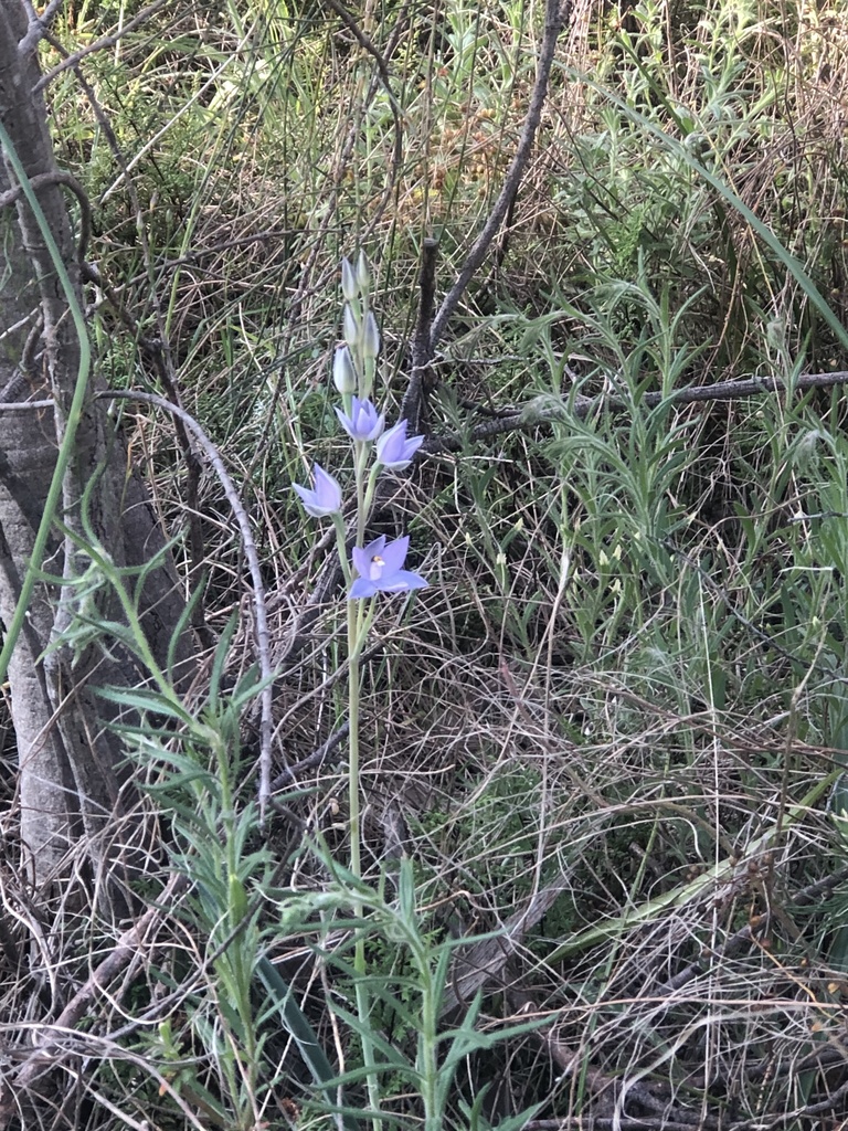 Thelymitra glaucophylla