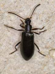Statira