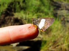 Coeliades forestan forestan