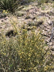 Ephedra torreyana