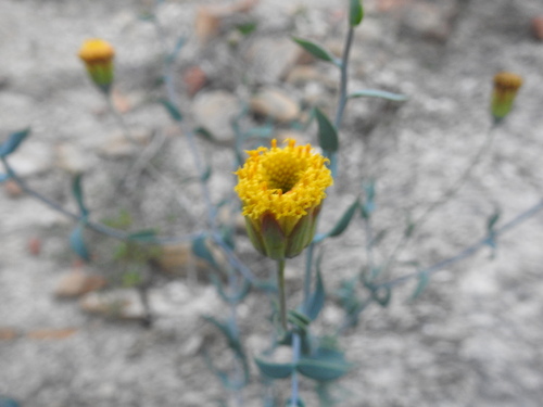 Image of Porophyllum Amplexicaule (Porophyllum amplexicaule) by (c) Leticia Jiménez Hernández, some rights reserved (CC BY-SA)