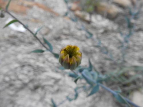 Image of Porophyllum Amplexicaule (Porophyllum amplexicaule) by (c) Leticia Jiménez Hernández, some rights reserved (CC BY-SA)