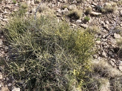 Ephedra torreyana