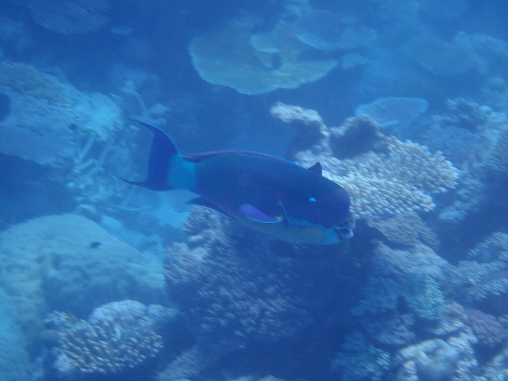 Blunt-head Parrotfish