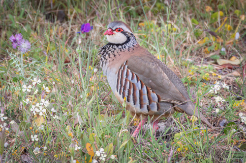 Red-legged Partridge