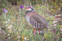Red-Legged Partridge photo 4