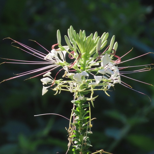 Planta araña (Cleome spinosa)