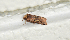 Cerastis enigmatica