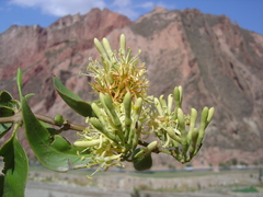 Struthanthus acuminatus