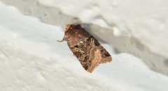 Cerastis enigmatica