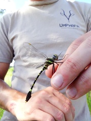 Phyllomacromia picta