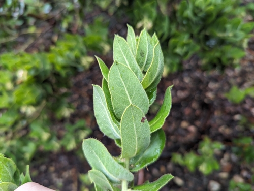 Image of Arctostaphylos regismontana by (c) Alexander Wentworth, some rights reserved (CC BY)