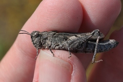 Chimarocephala pacifica