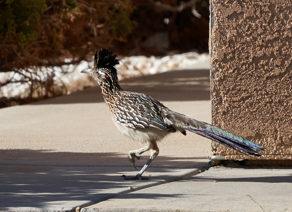 Greater Roadrunner (The Flora and Fauna of Palo Duro Canyon
