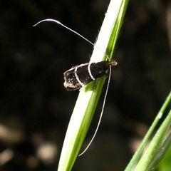 Adela septentrionella