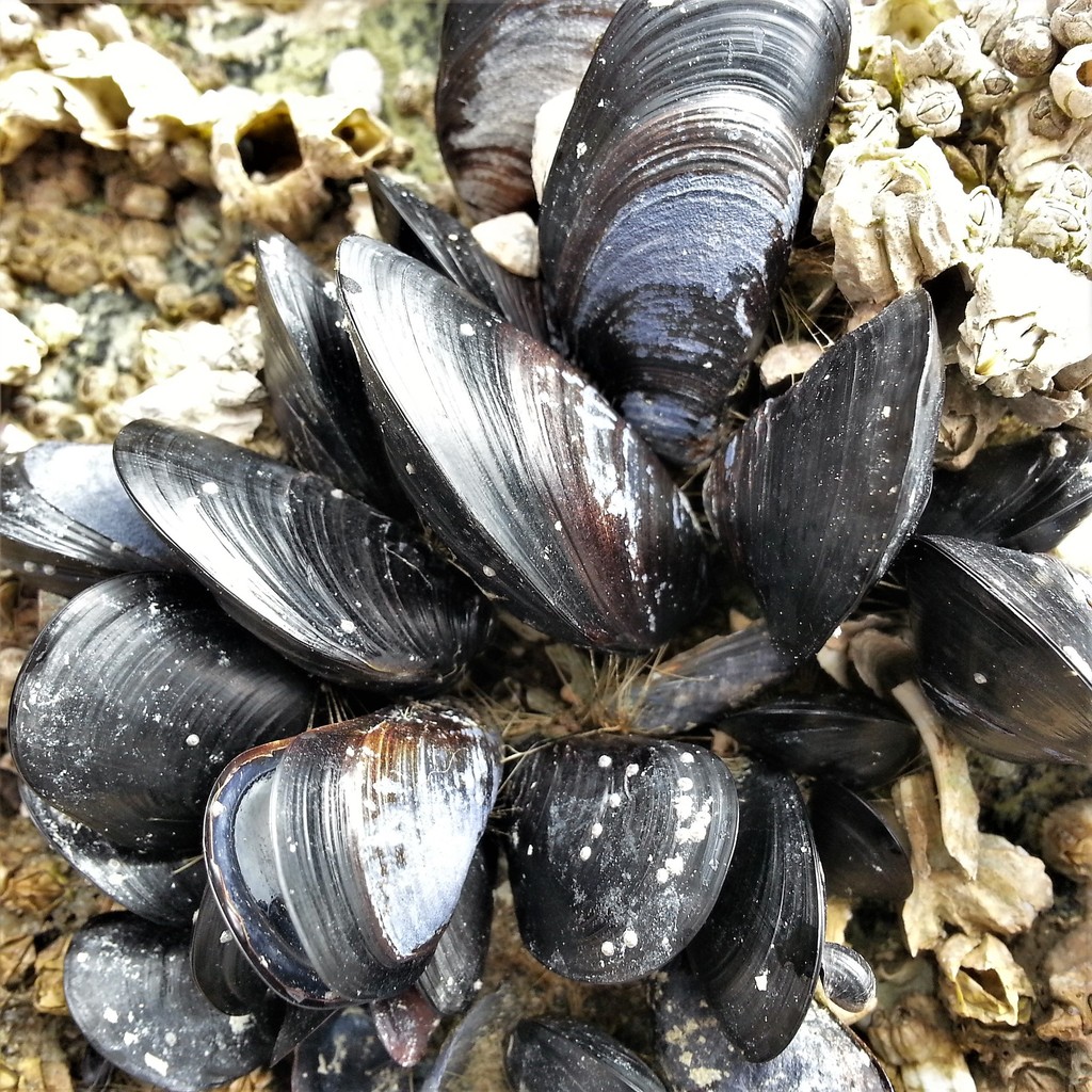 Mejillones, Choros Y Choritos (Familia Mytilidae) · NaturaLista Colombia