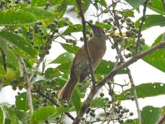 Tawny-Breasted Honeyeater photo 3