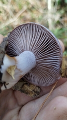 Media resource of Cortinarius alboviolaceus