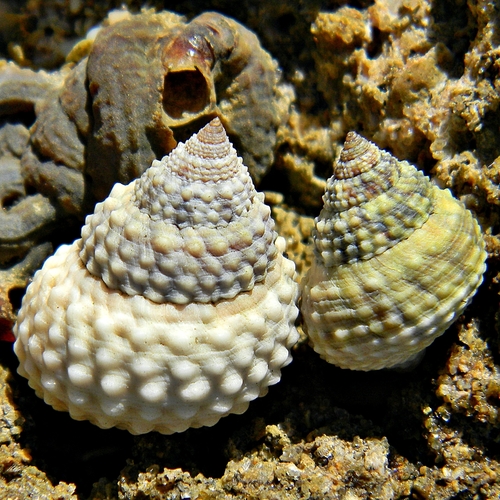 Beaded Periwinkle