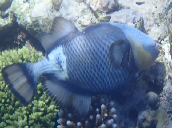 Titan triggerfish turning over coral on Norman Reef