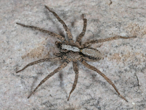 Koch's Wolf Spider photo 6