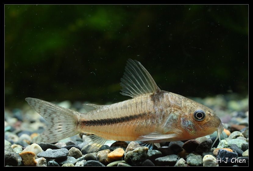 Cory de Natterer (Corydoras nattereri)