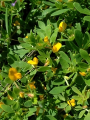 Acmispon wrangelianus